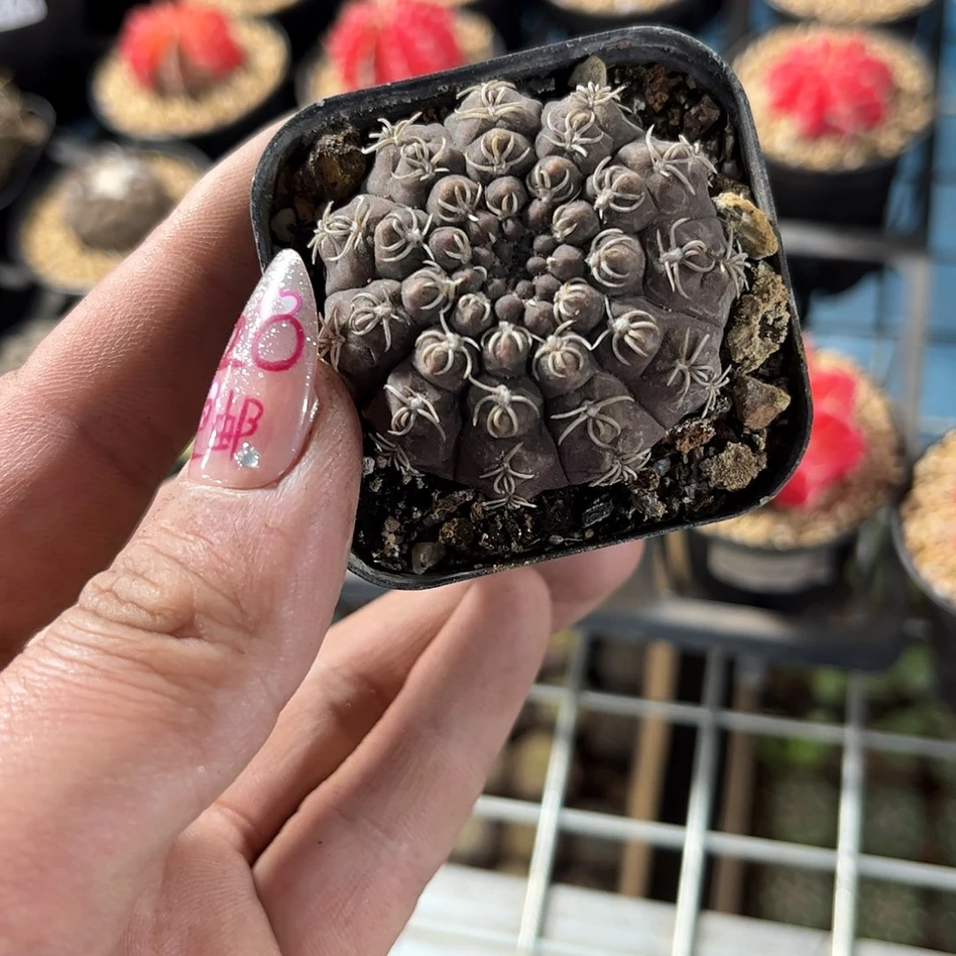 墨*。253261一物一拍单头