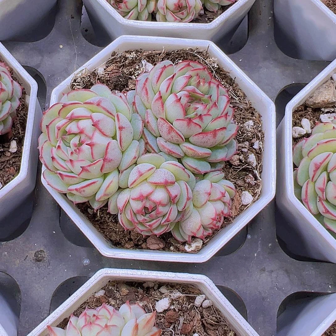 小红船19包邮多肉