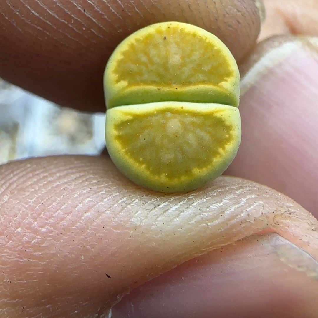 553 生石花大棚直播
