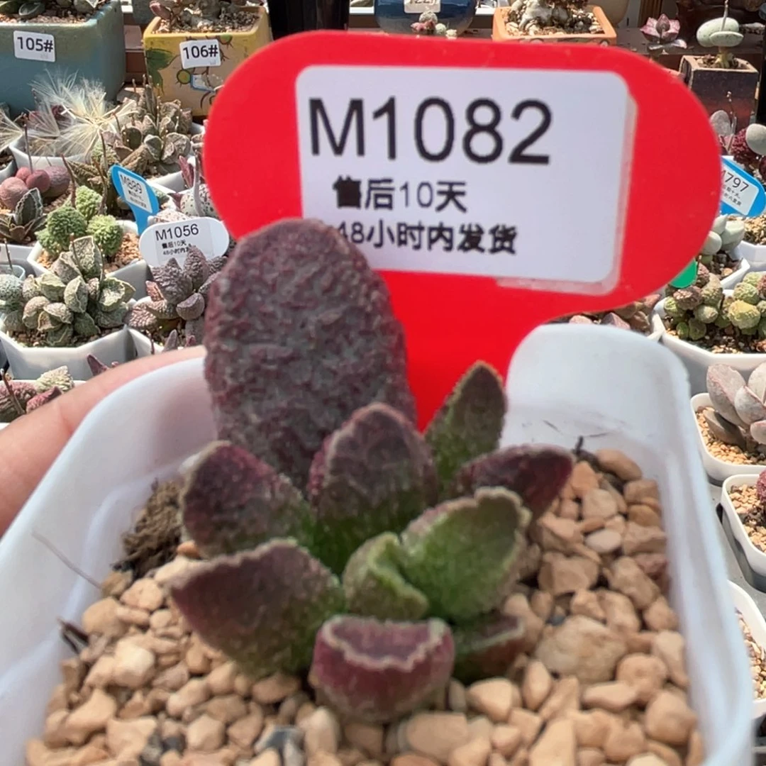 紫电。      1082。