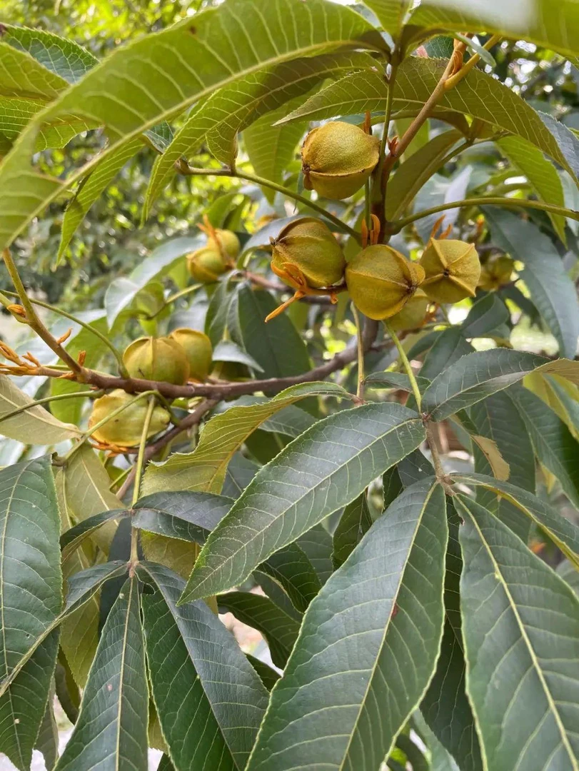 核桃，湖南靖州，生核桃，湖南特产，新鲜水果