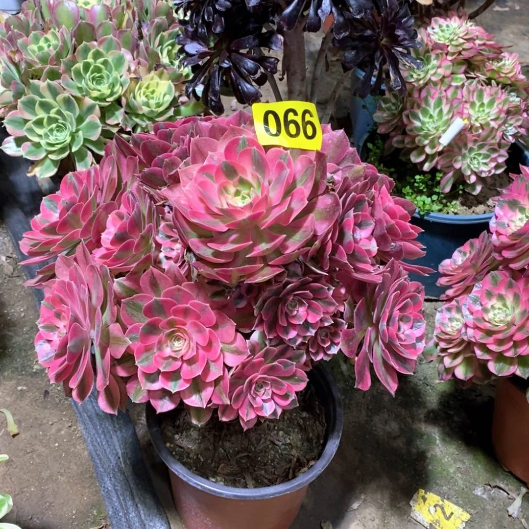 粉女巫多肉法师066