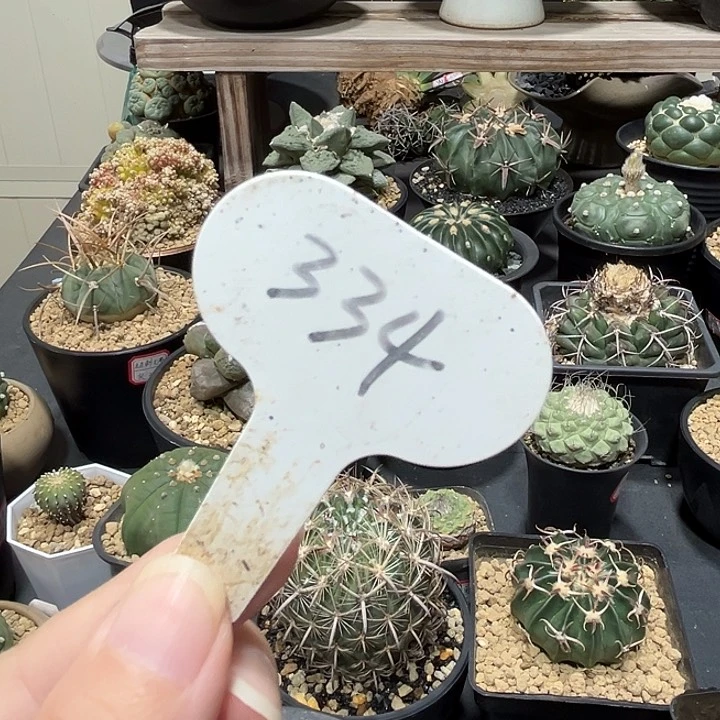 *****334哈哈哈哈哈哈哈哈哈哈