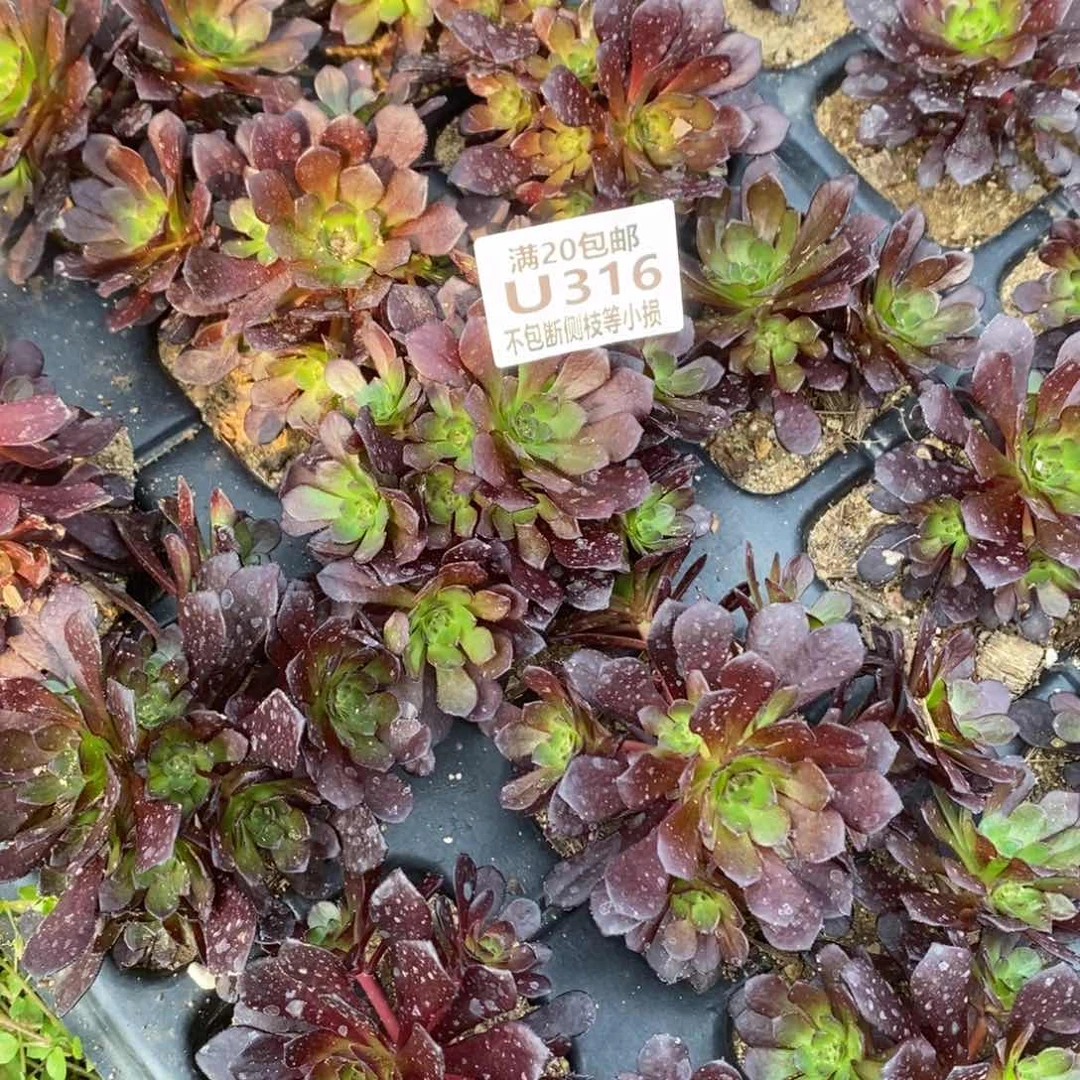 316红日多肉法师锦量拍