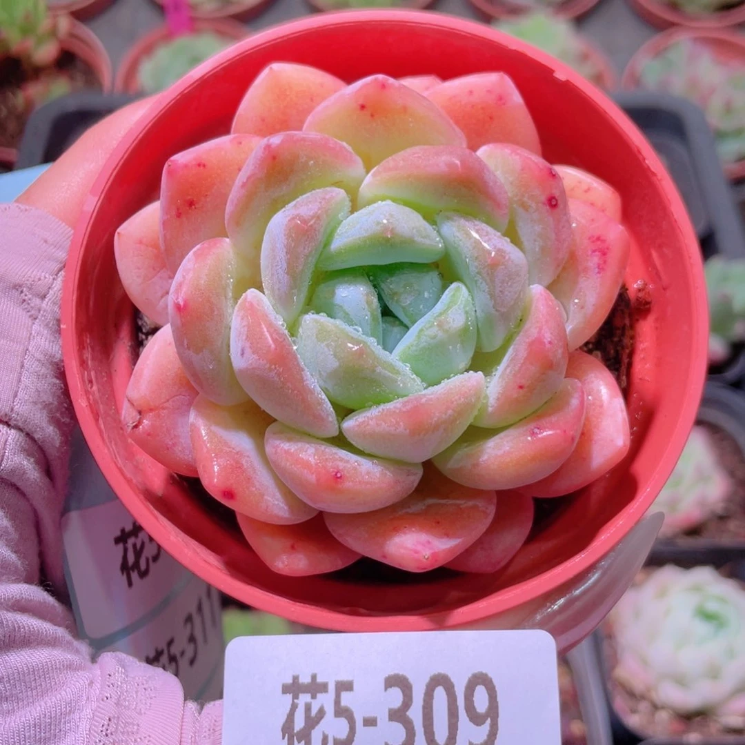 花利美5-309冰糖