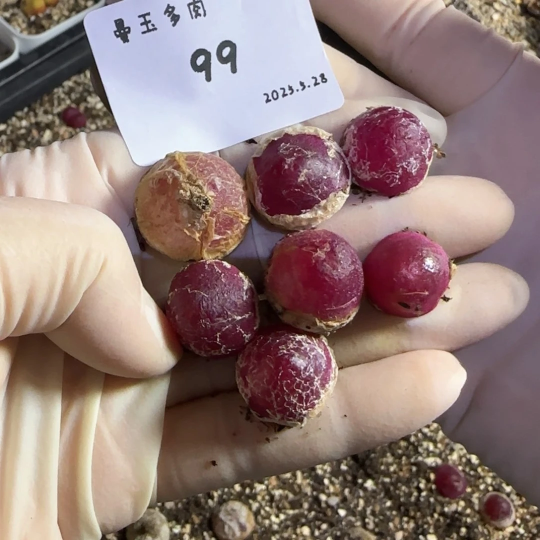快***乐多肉多肉多肉5.28-099