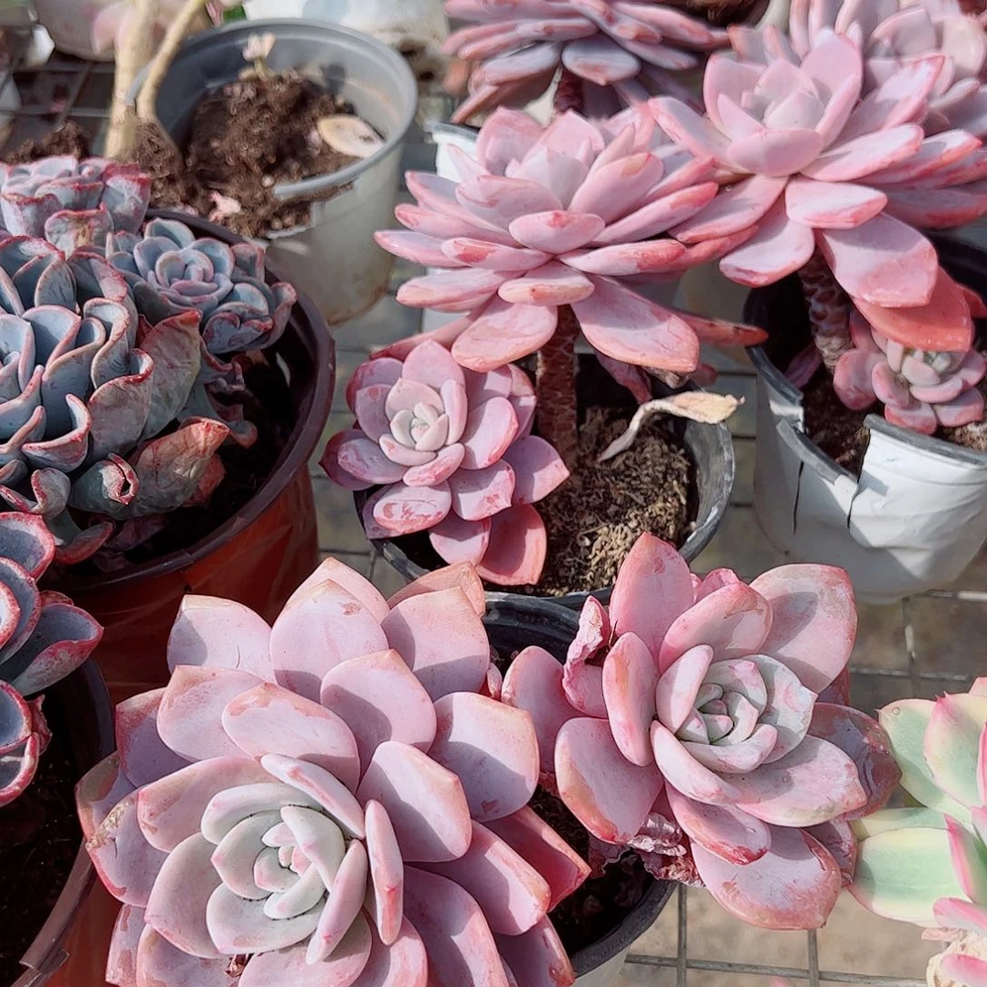 红茶双头起发精品特价