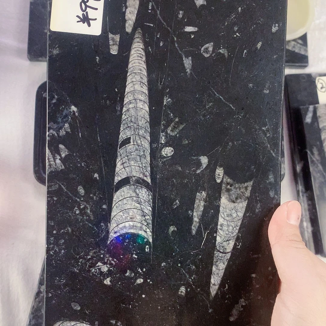 藏***子化石茶盘干泡台摆件