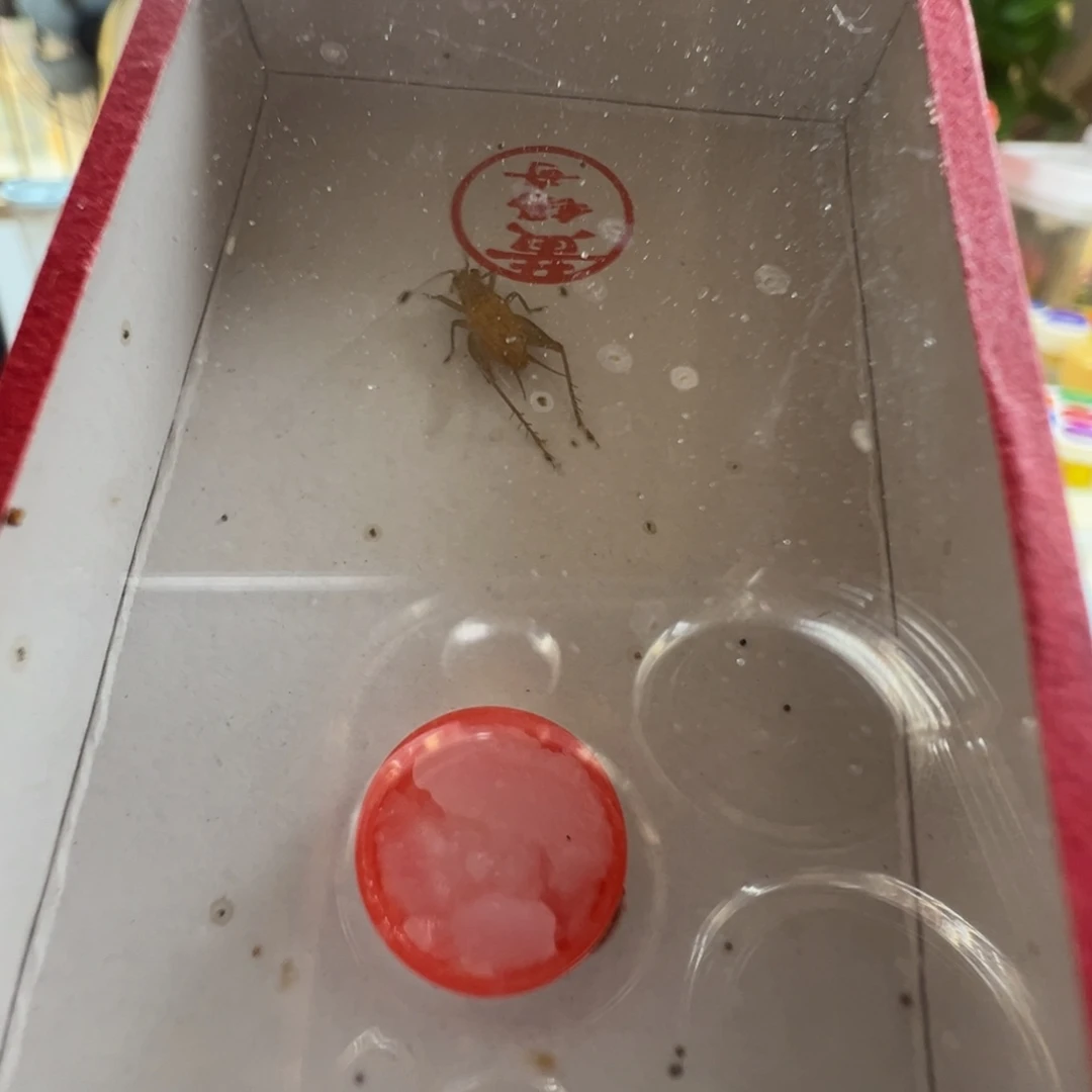 蟋蟀两只黄老师中黄