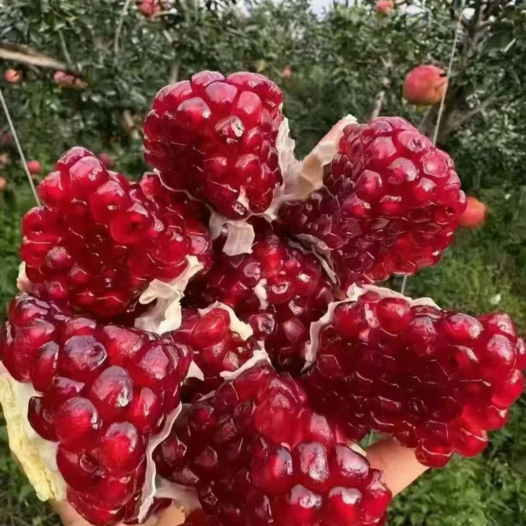 云南会泽盐水软籽石榴 新鲜采摘 鲜甜多汁 不吐籽 应季水果