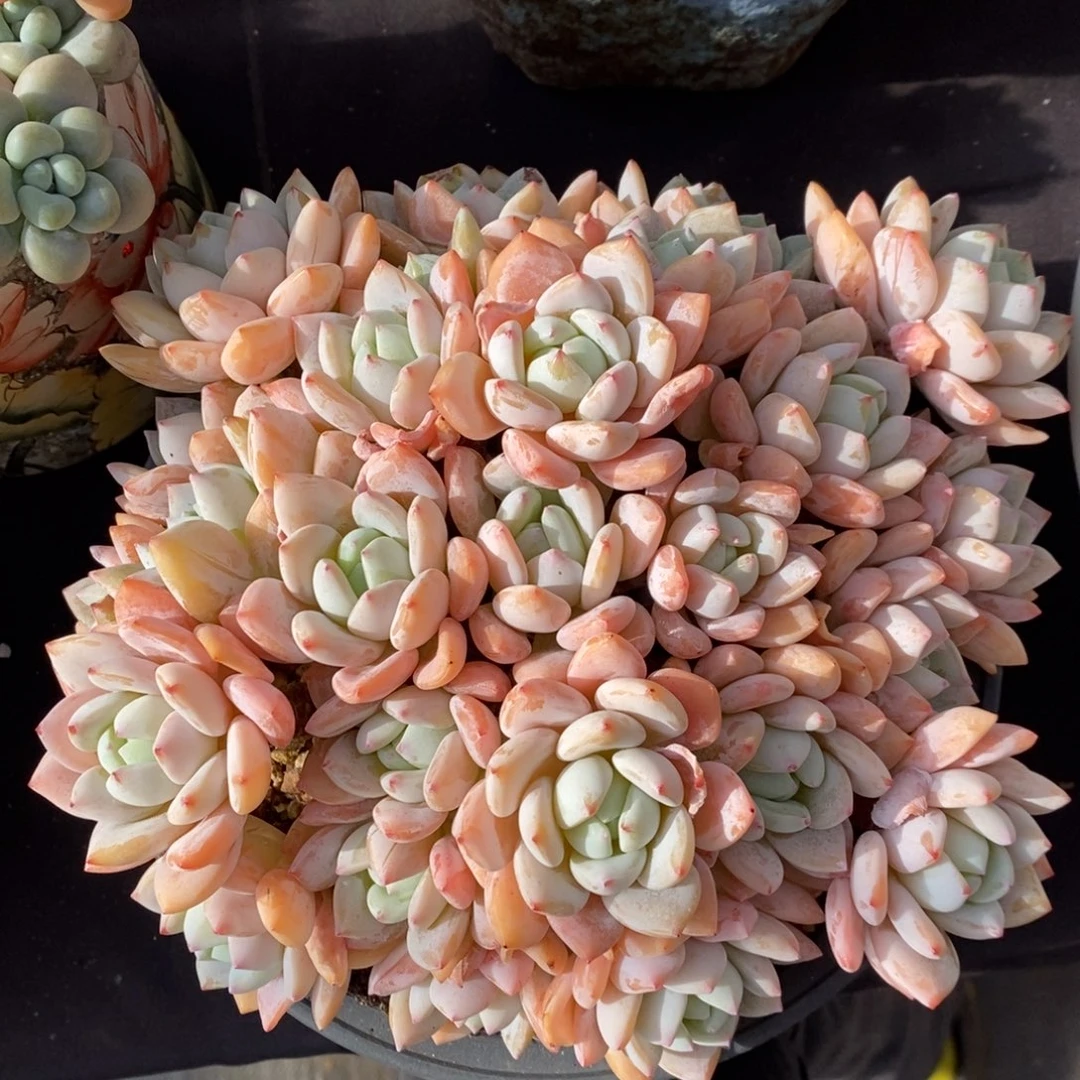 冷香 多肉 一物一拍