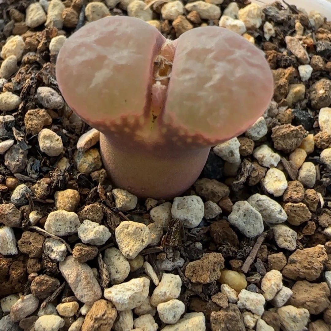 多肉植物单头红风152号