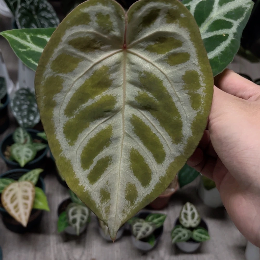 完全开放华丽银杂skg银红