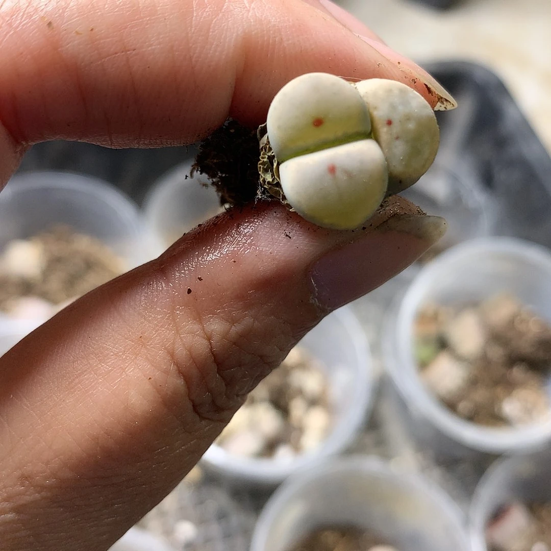 G318多肉植物保护