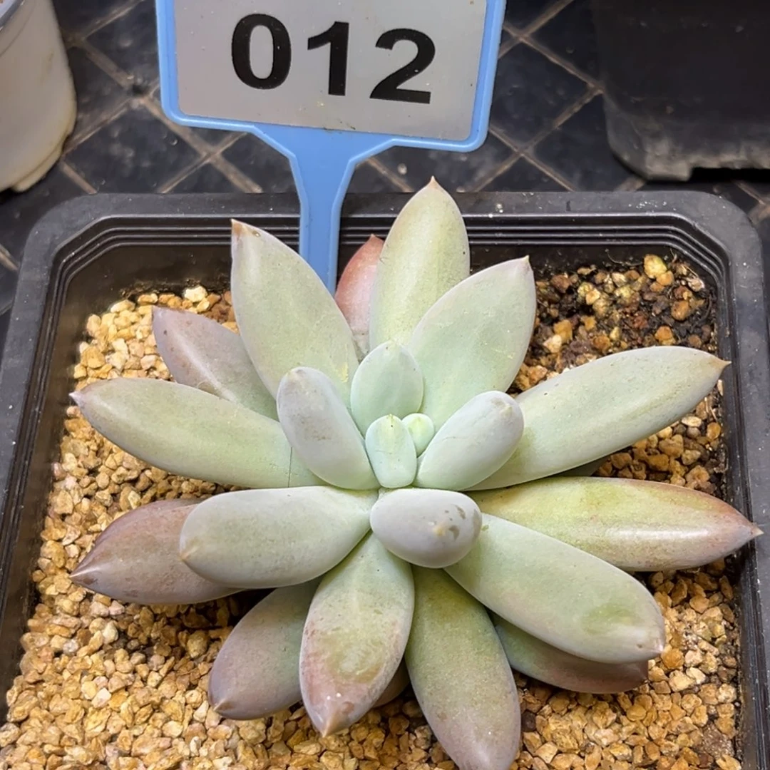 多肉植物红体哥特012