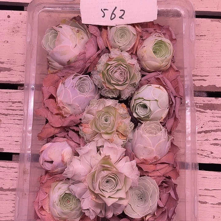 山地玫瑰562号，一物一拍12颗含3颗捧花