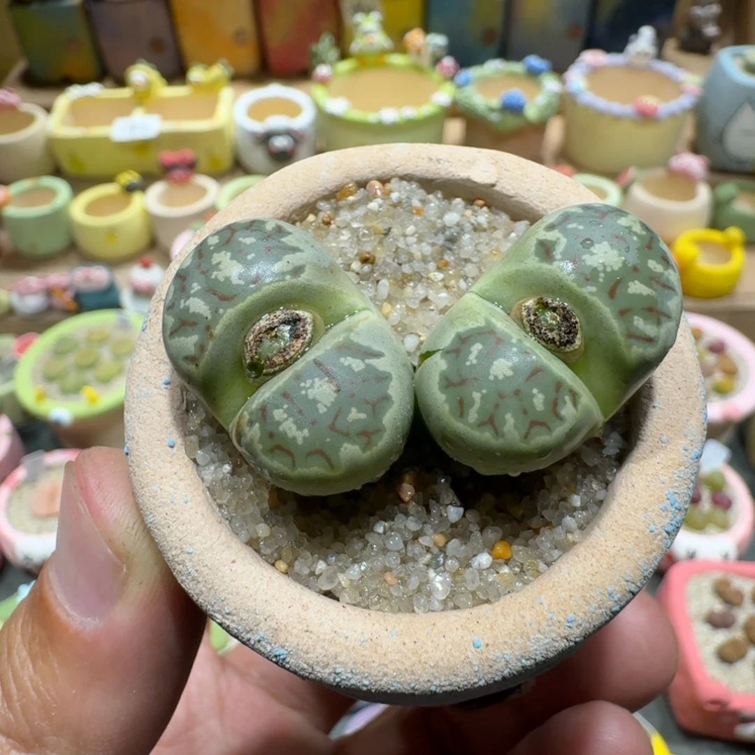 蘑菇1037丽虹多肉植物