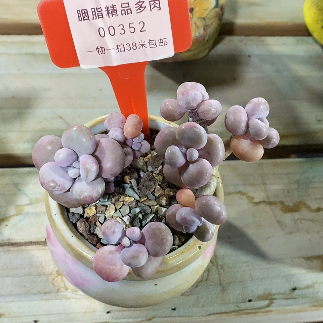 00352后目前烤鱼我哦哦