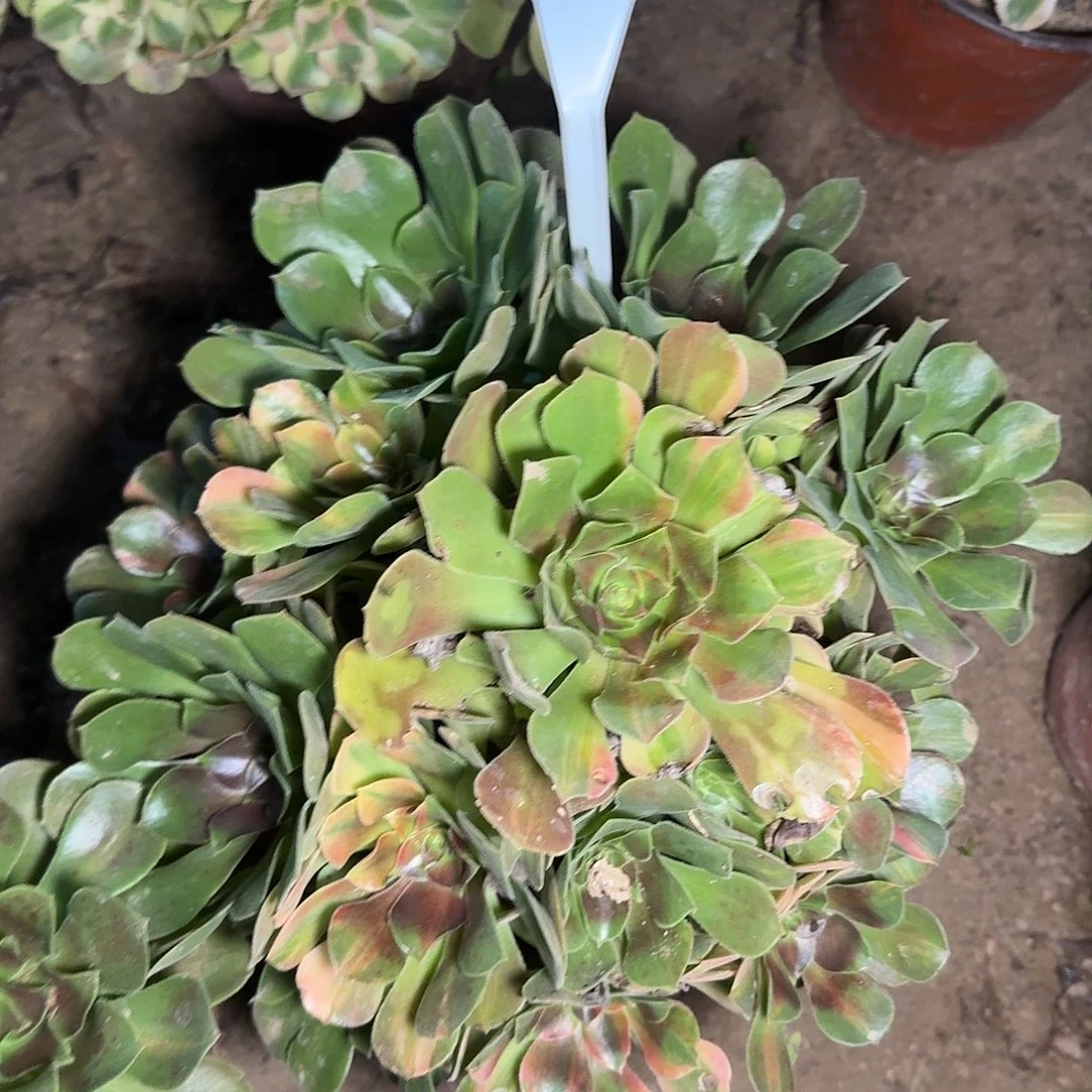 4104绍羞七彩多肉法师