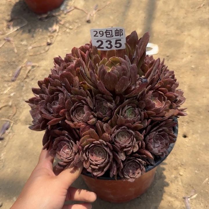 红丝绒……多肉植物……