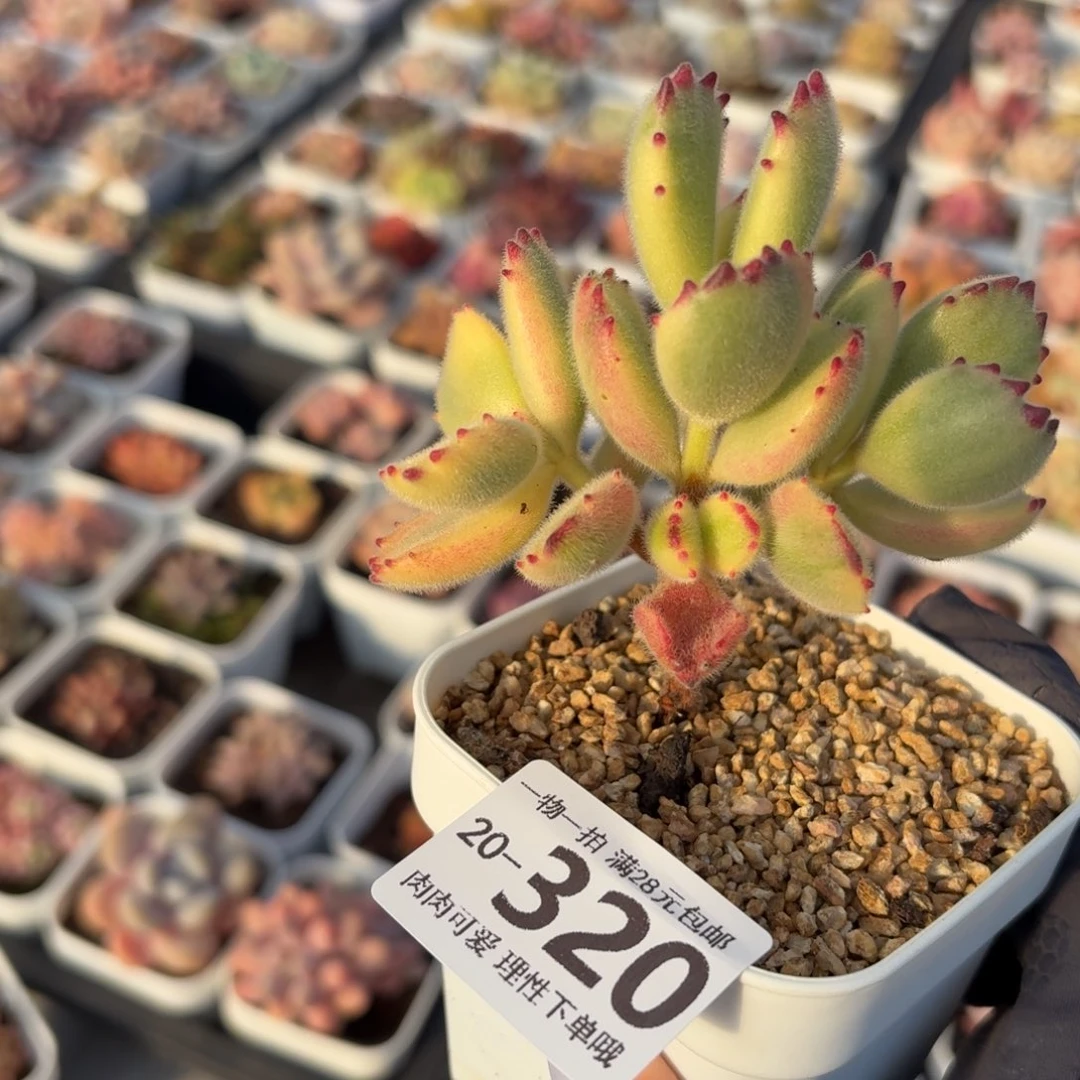 白熊无盆土发货无