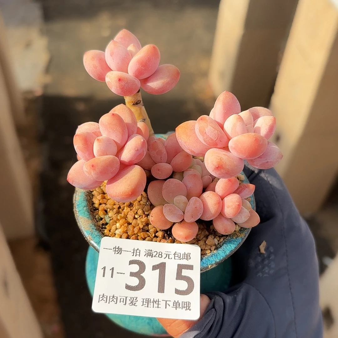 樱花洛神无盆土大雨