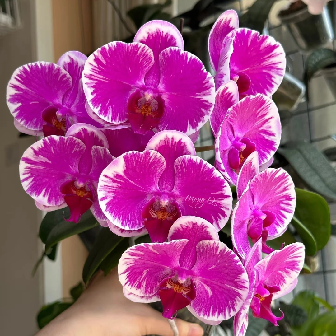 宾友之光蝴蝶兰3.5寸杯（双花剑）有返祖概率