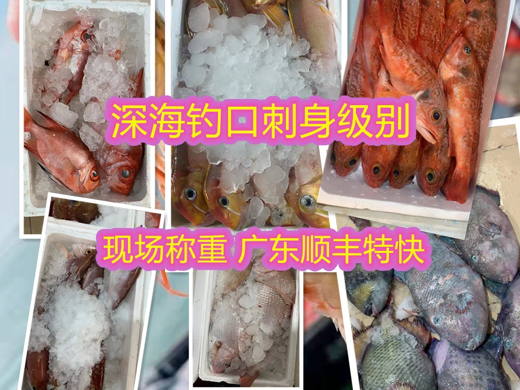刺身级别海钓鱼（直播间现场确认称重