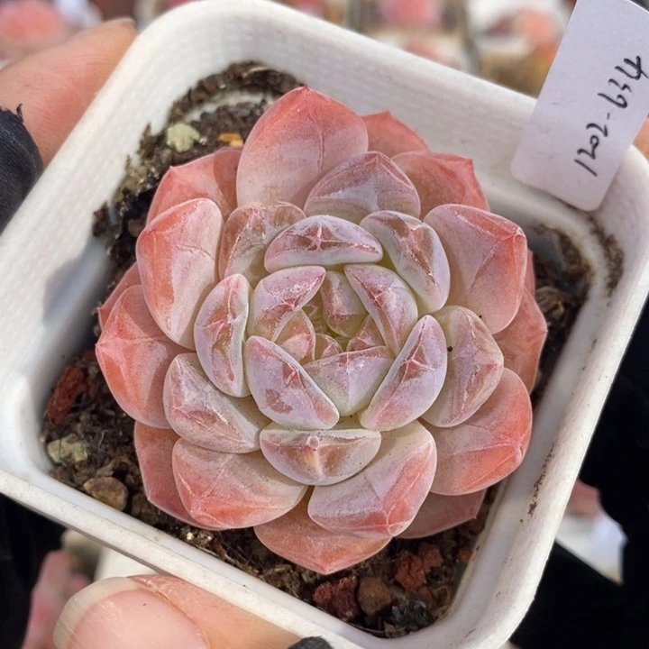 1202-634，粉魄多肉