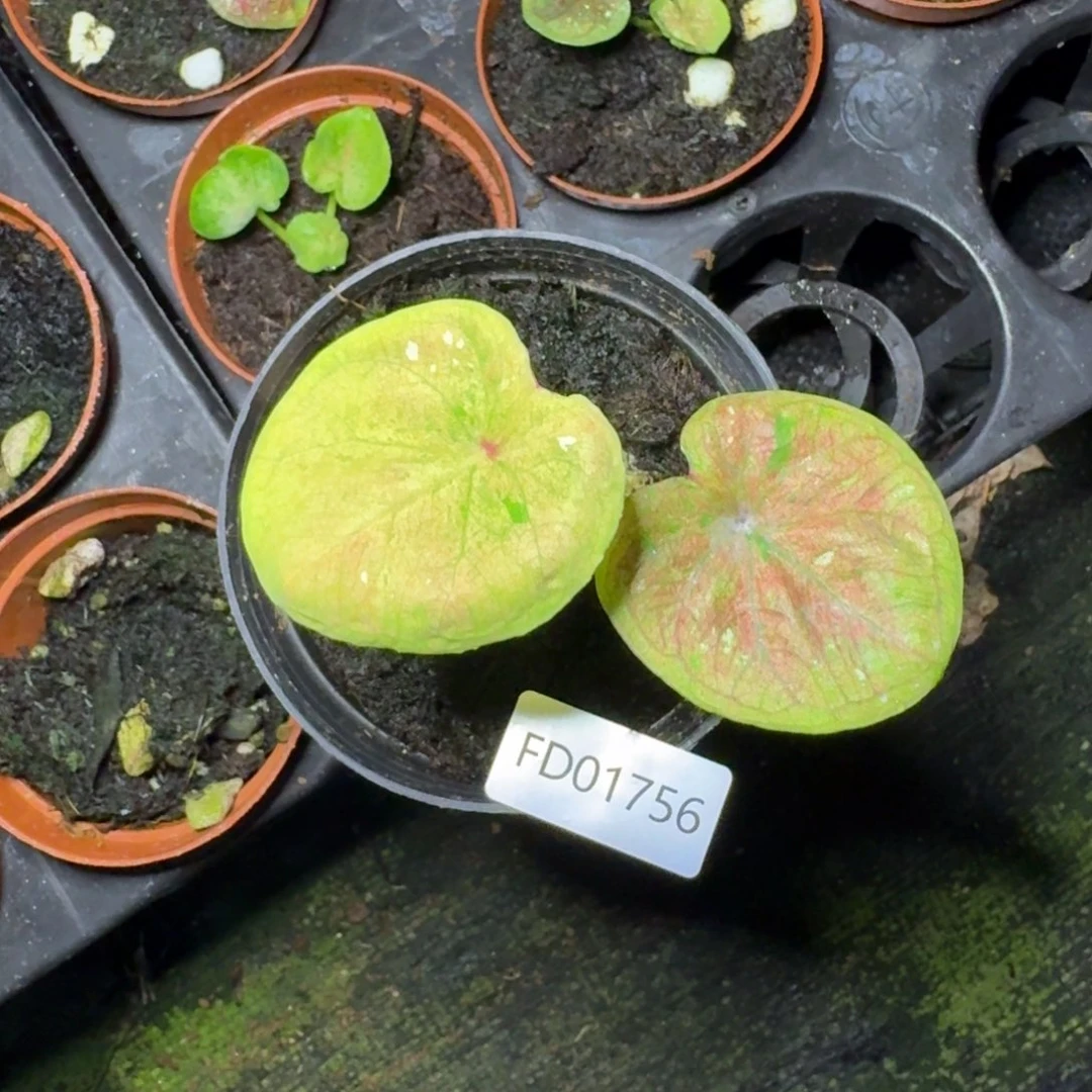 无花朵海王寄养01756