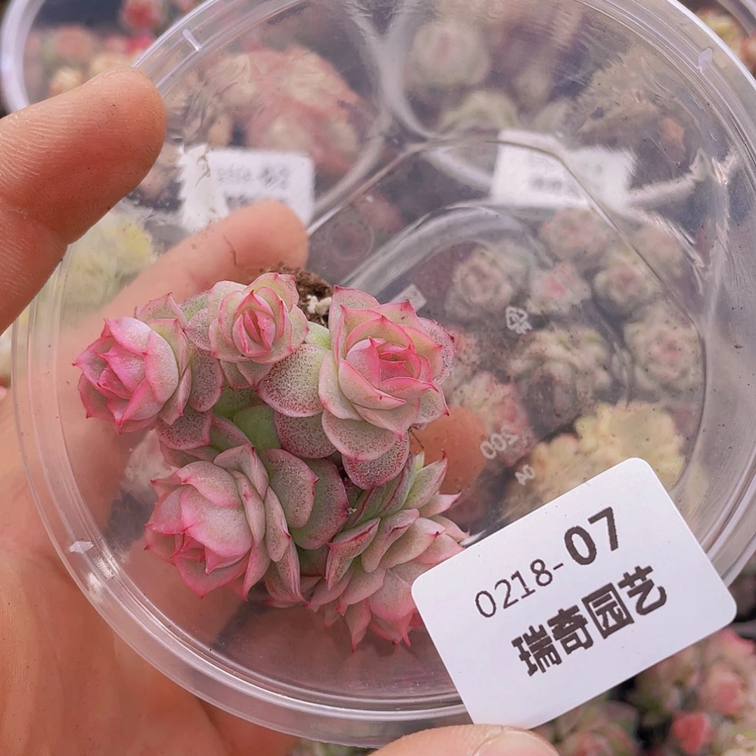 00000000000007量拍