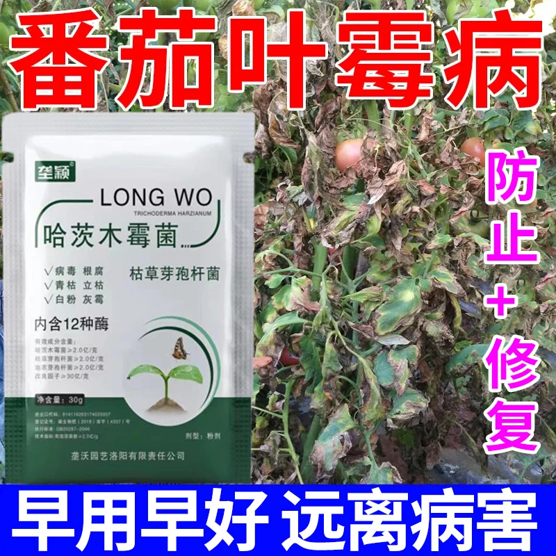 番茄叶霉病专用病菌清西红柿早晚疫病炭疽白粉病溃疡黄叶枯萎肥料