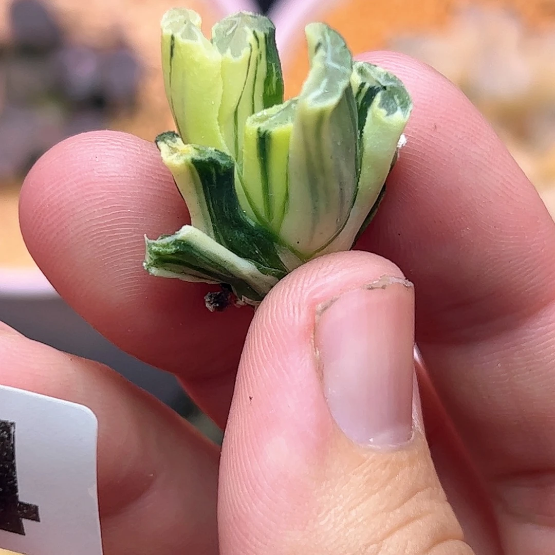 704哈哈哈哈哈哈哈哈