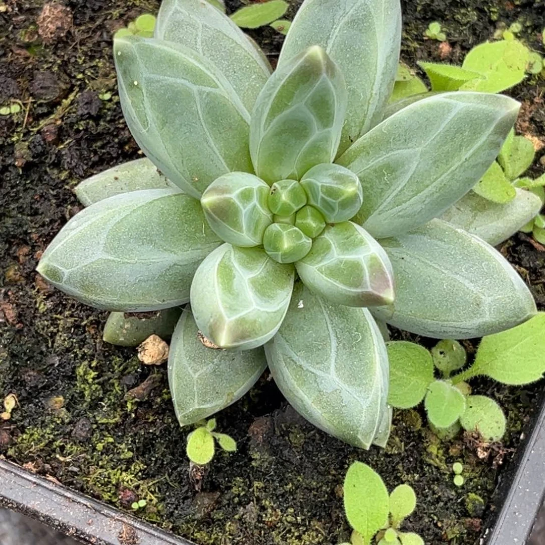 美人系多肉植物优选144