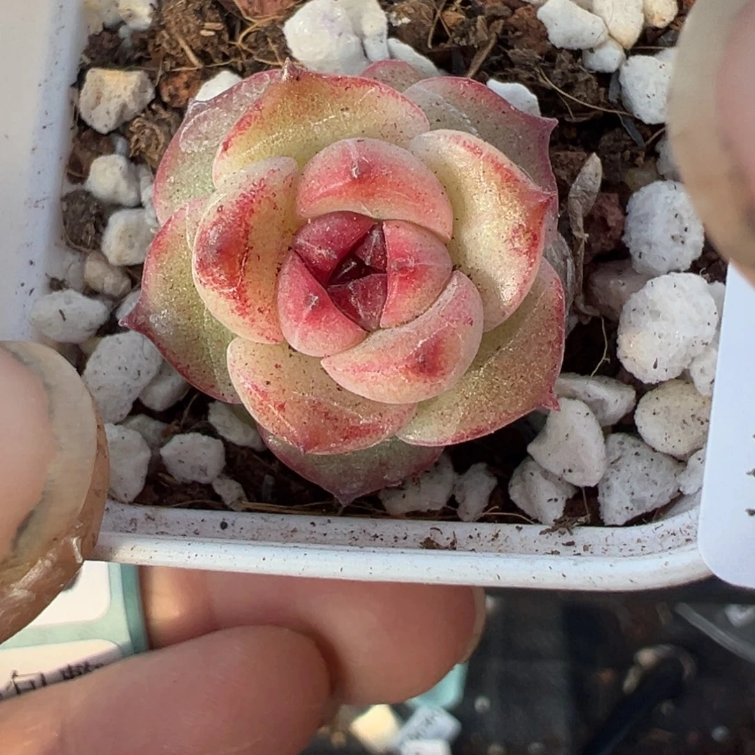 小卡拉米糖心一物一拍10-15