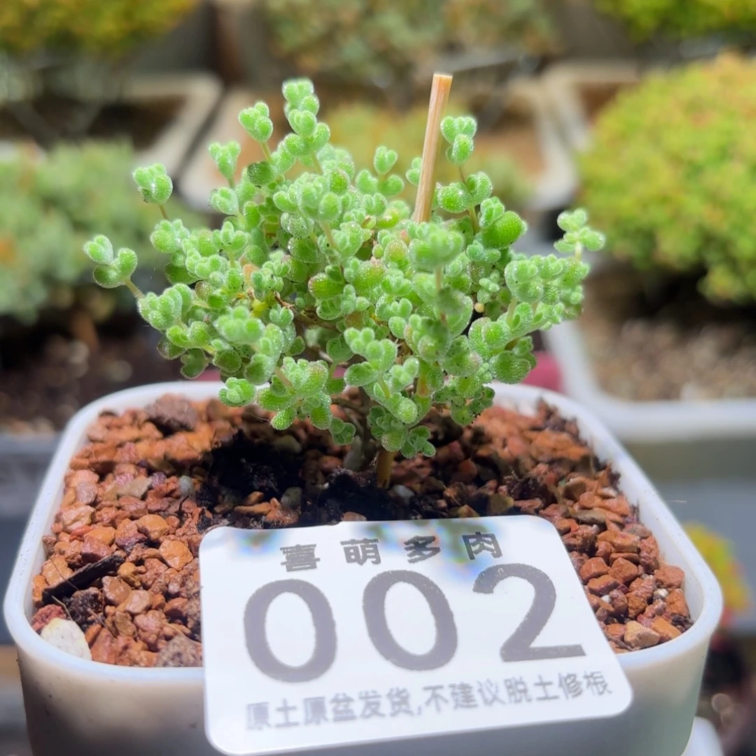 枝干番杏新品薄荷莱斯002