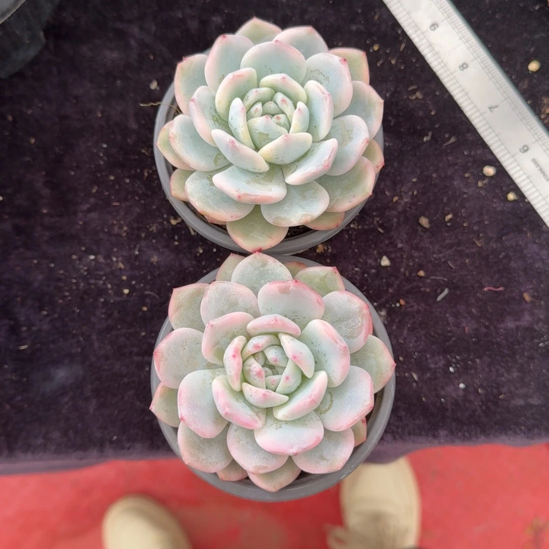 草**芙2颗一起一物一拍的