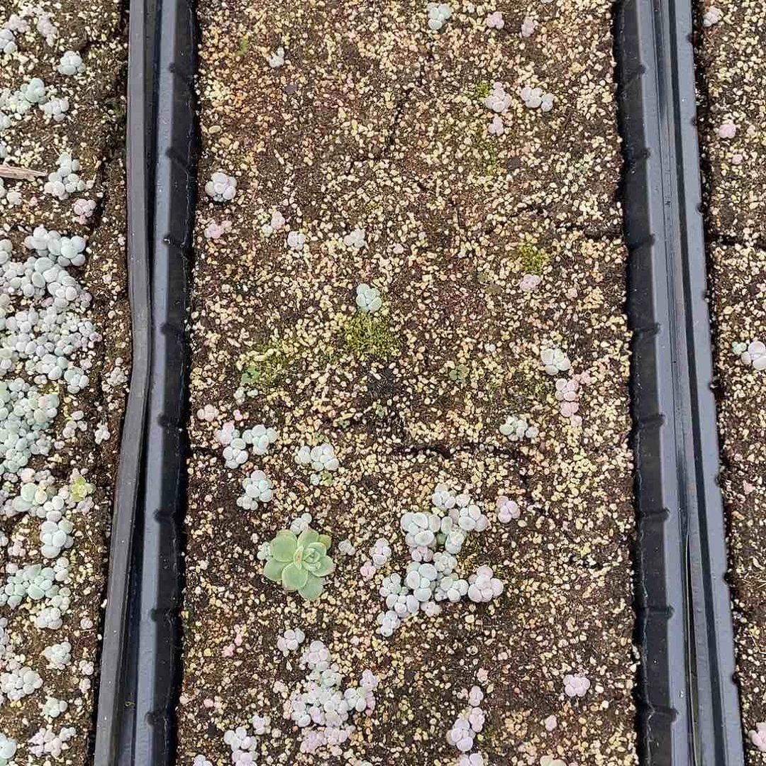 小*花云糖心多肉植物20
