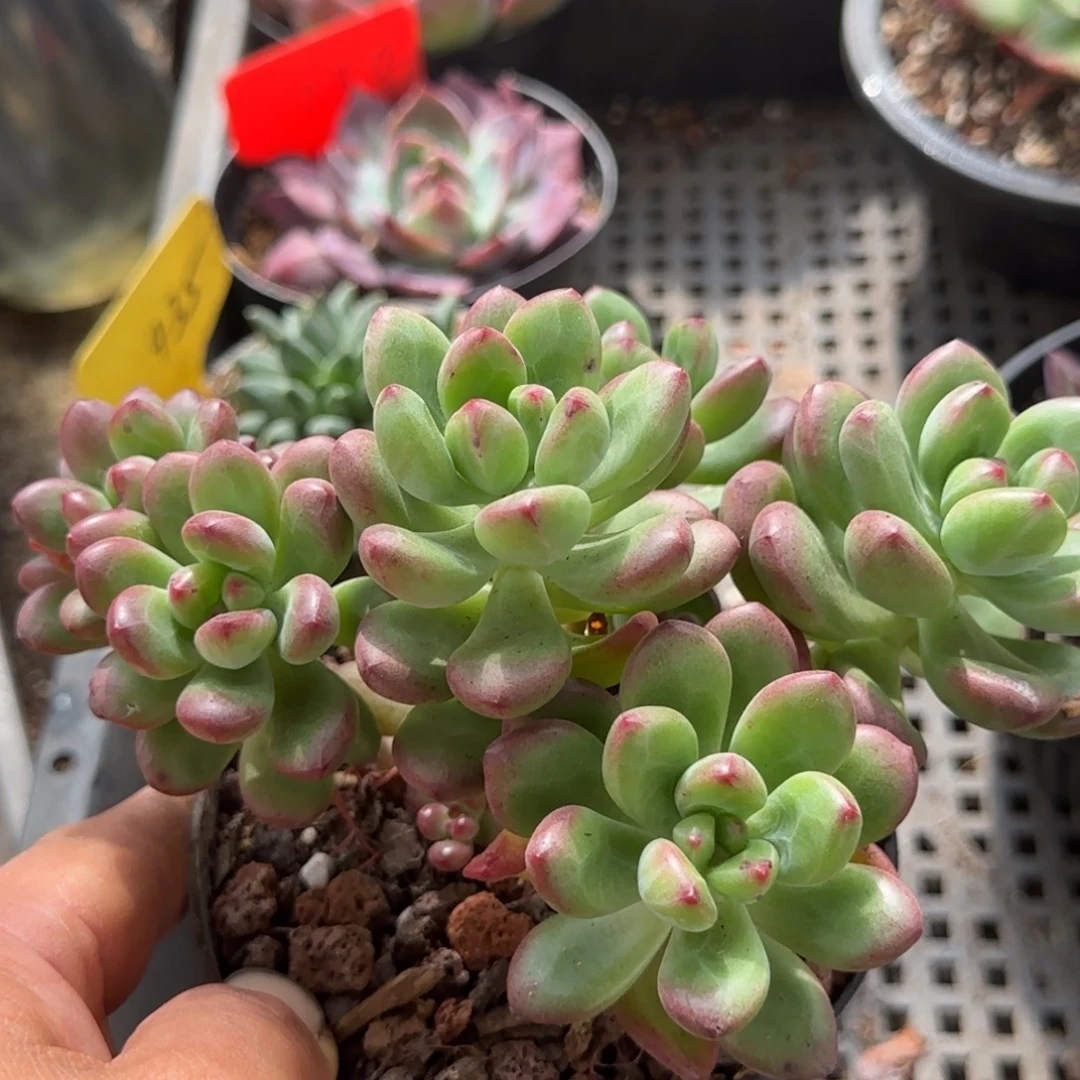 亚美惊鸿一物一拍包装收缩花旱