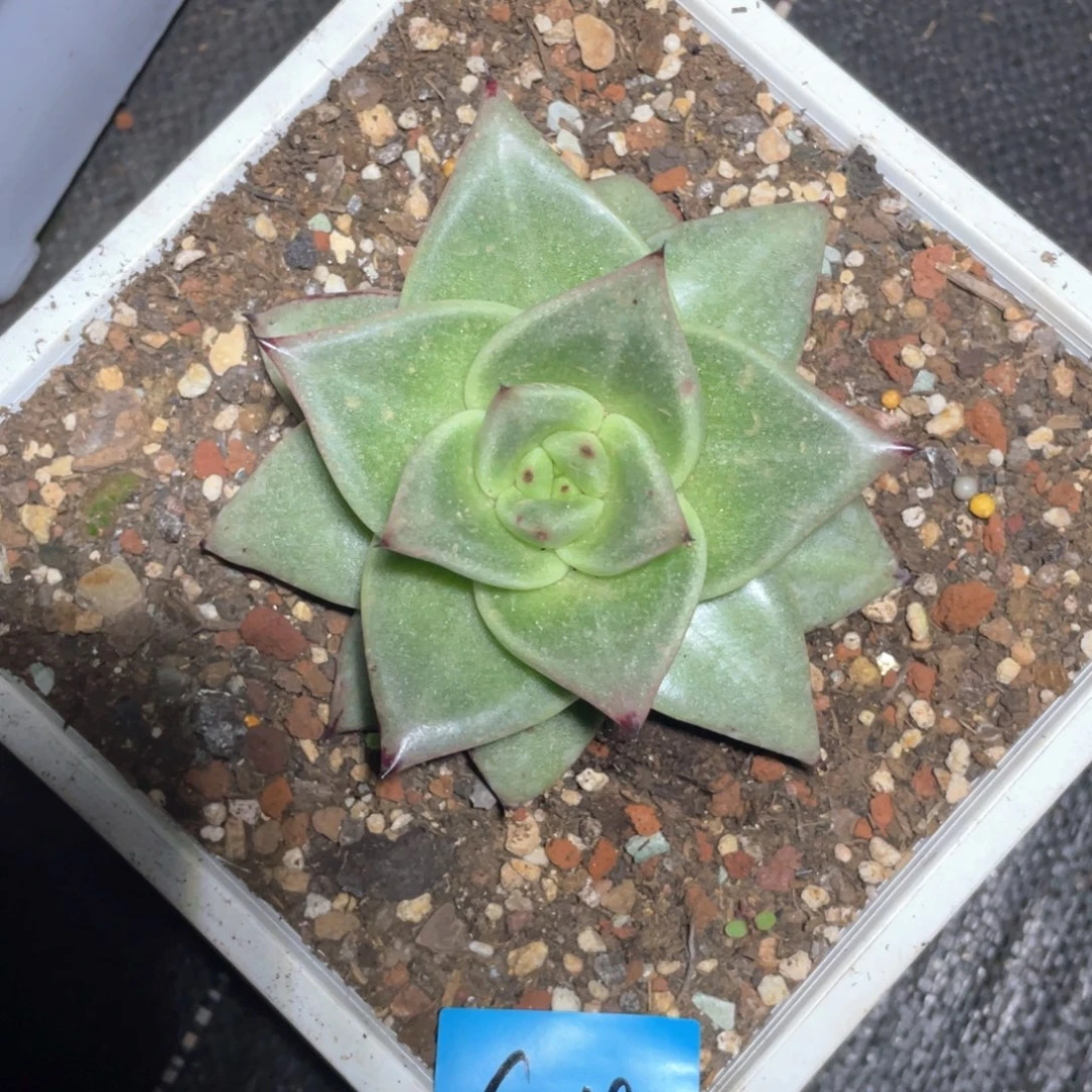 最***S多肉植物多肉植物2493