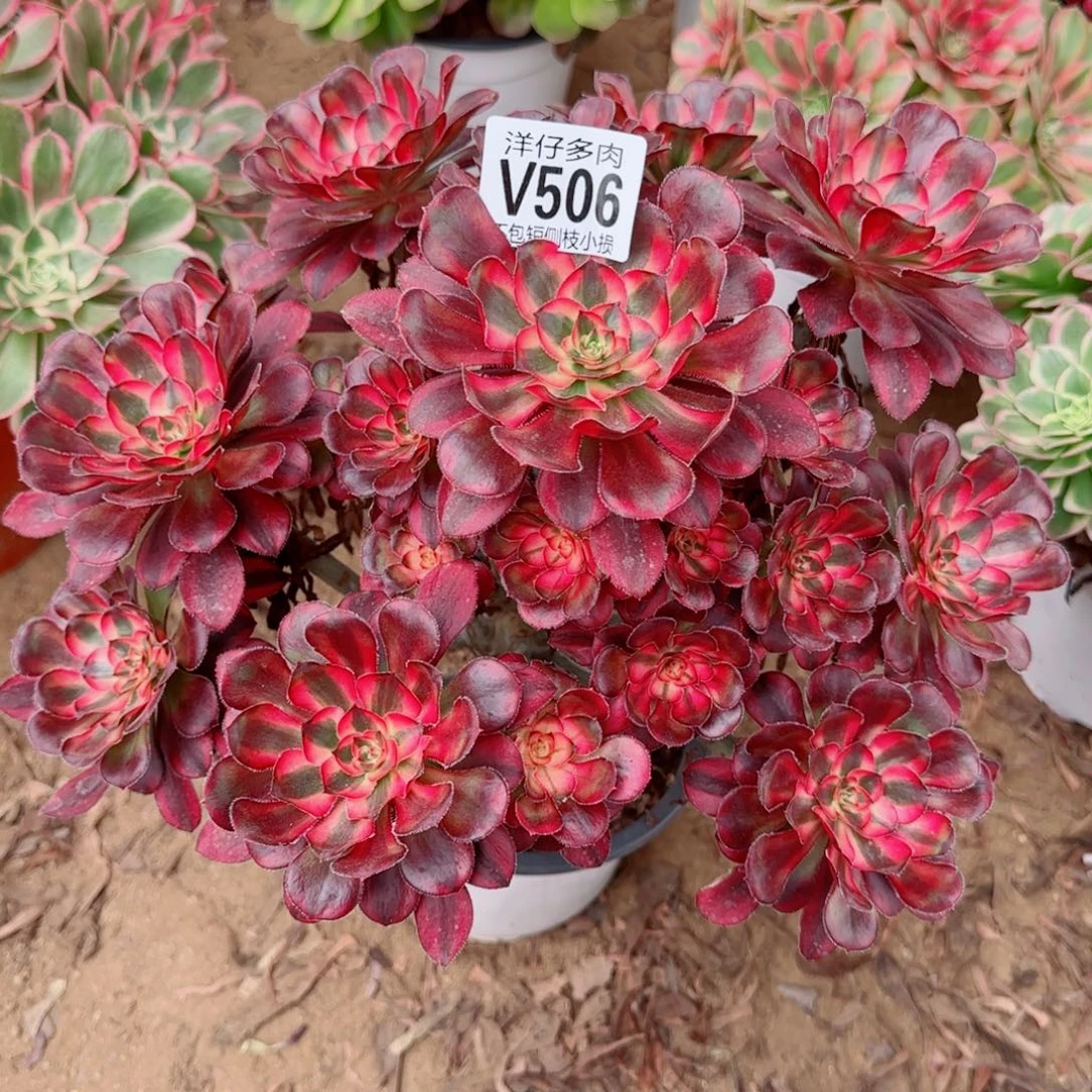 花蝴蝶法师506冠幅30左右