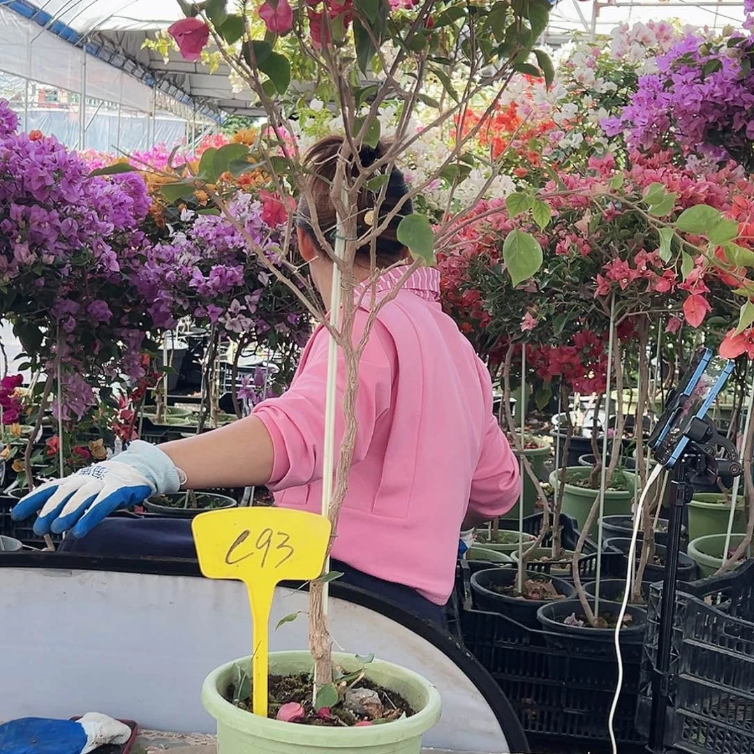 一***梅大部分花苞少量开放C93不甜