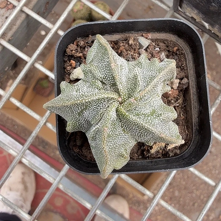 实生核桃单头4仙人球