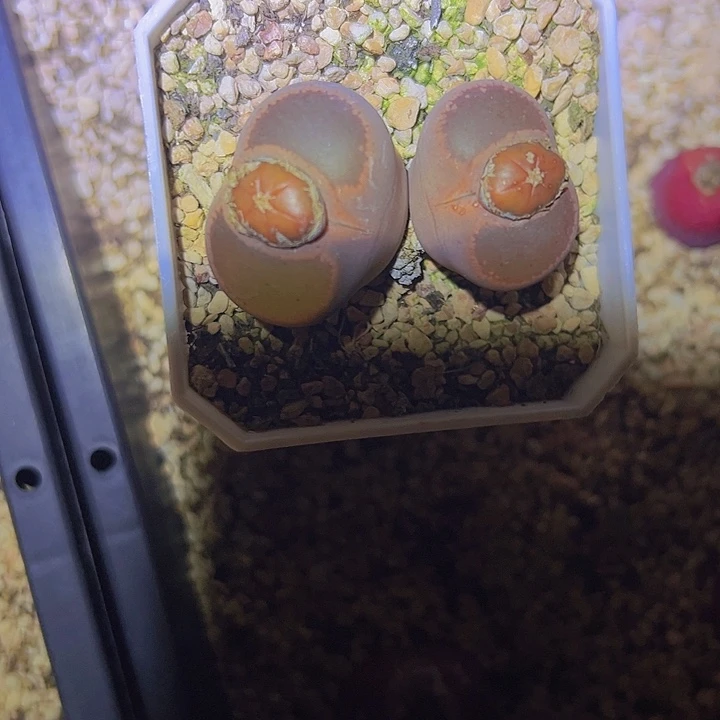 陈*糖11111111111111