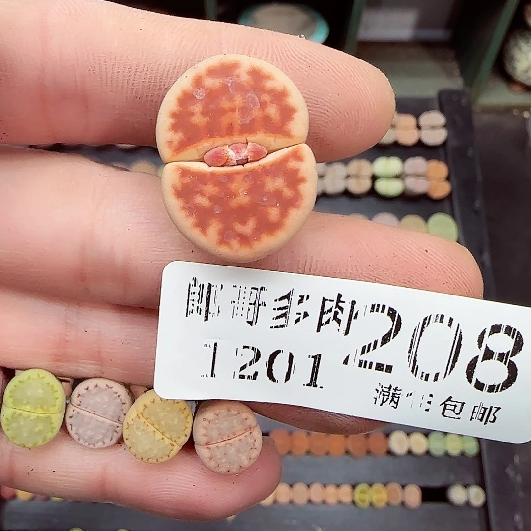 不***甜满满18包邮1201-208