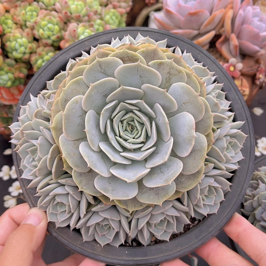 劳拉捧花精品多肉