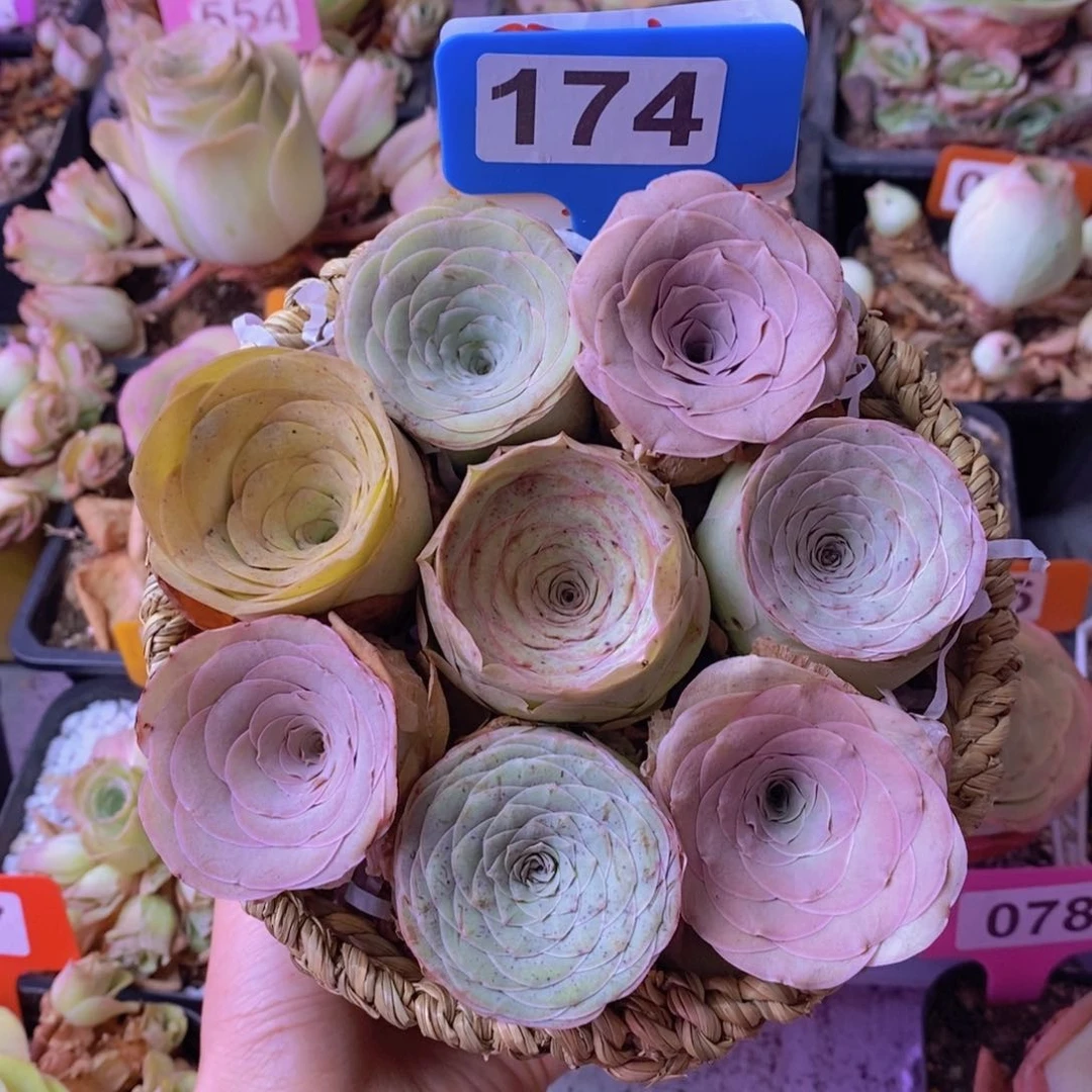 山地玫瑰一物一拍174