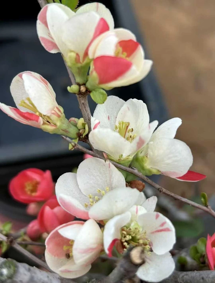 耐寒好养的四季海棠花盆栽适合室内阳台种植