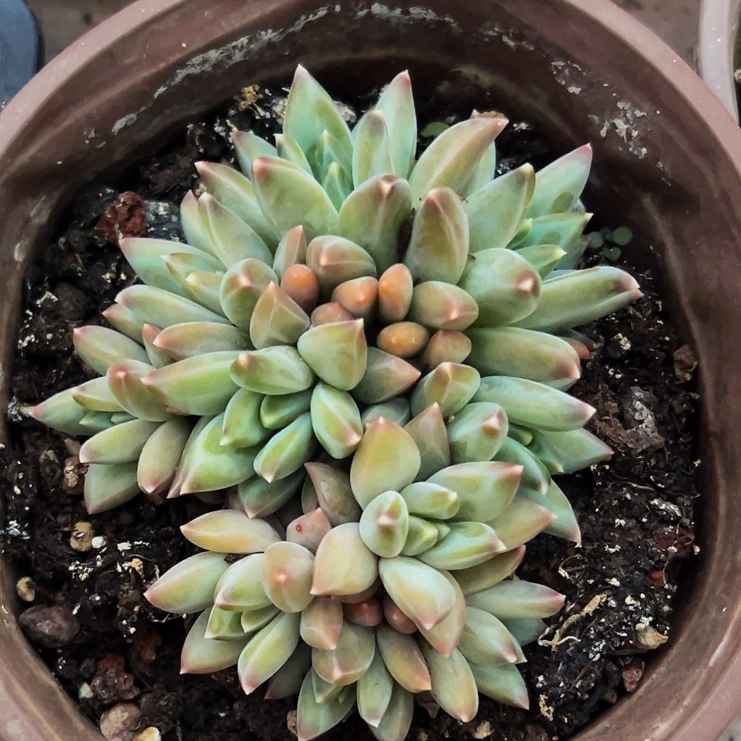 桔云多肉美人精品系列