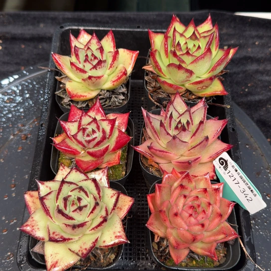 从前慢多肉精选编号1217.342